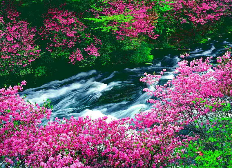 Pink Azaleas by River — Serene