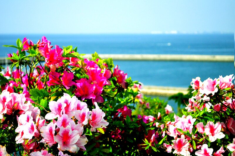 Pink Azaleas by Sea