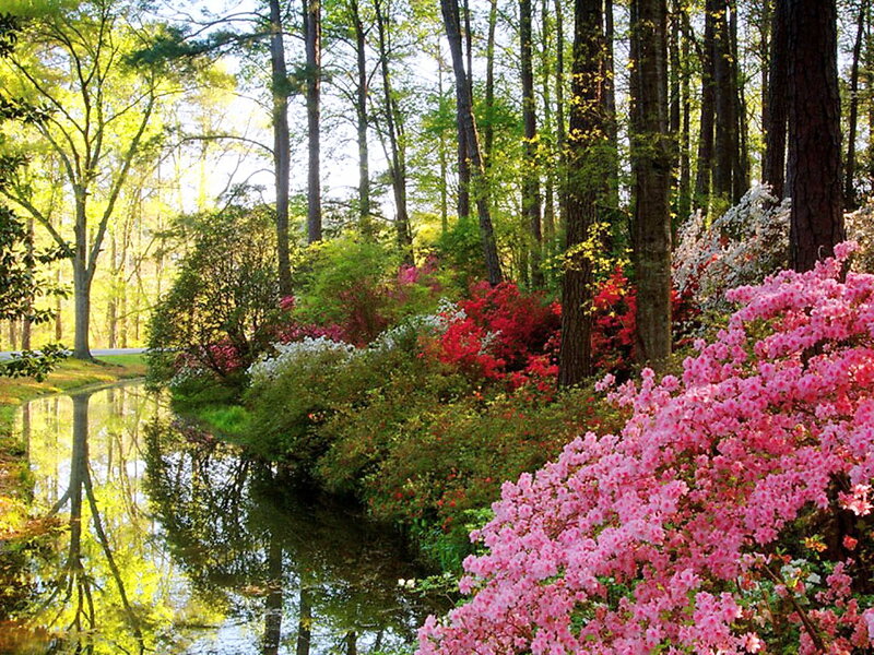 Pink Azaleas by Stream — Serene
