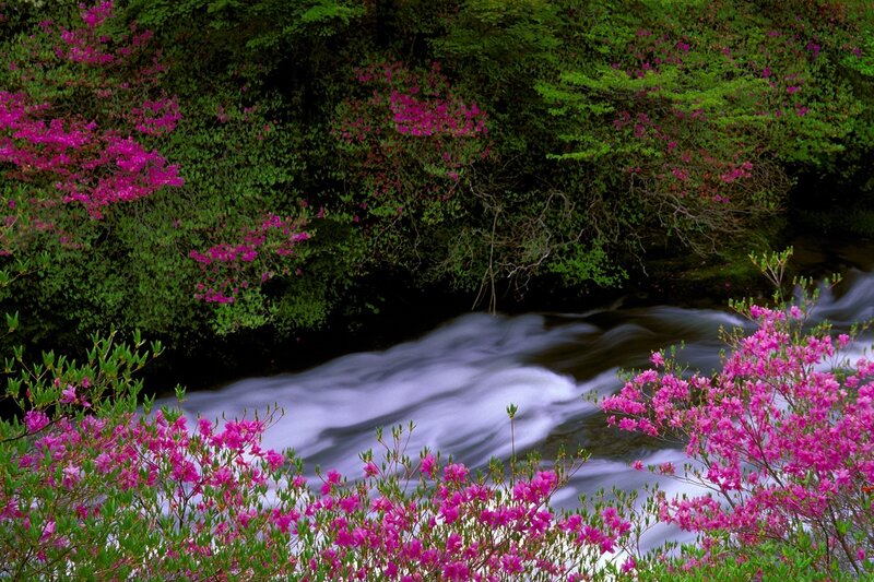 Pink Azaleas by Stream