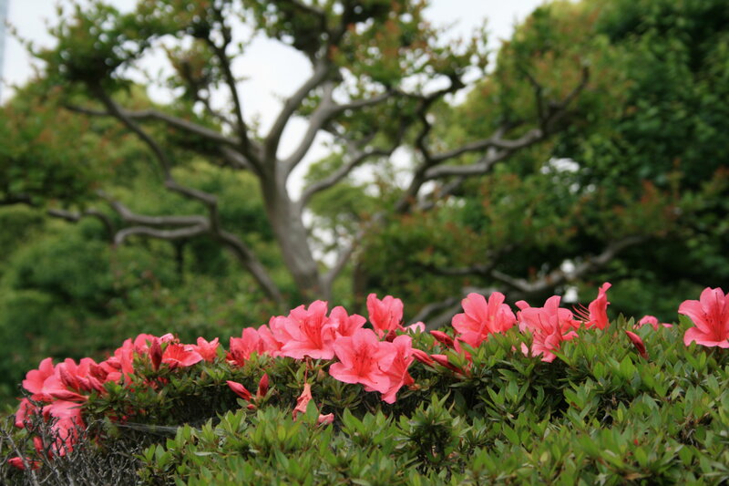 Pink azaleas in a garden