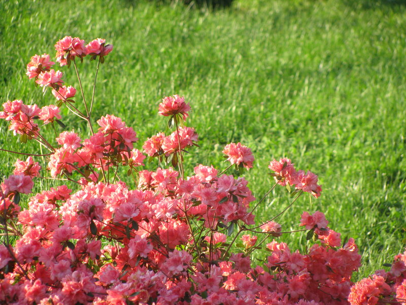 Pink azaleas in a green field