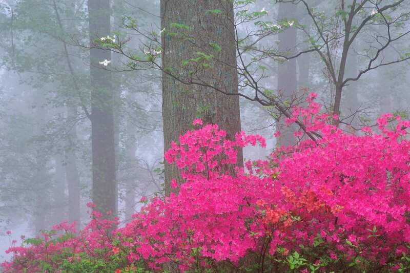 Pink azaleas in a misty forest