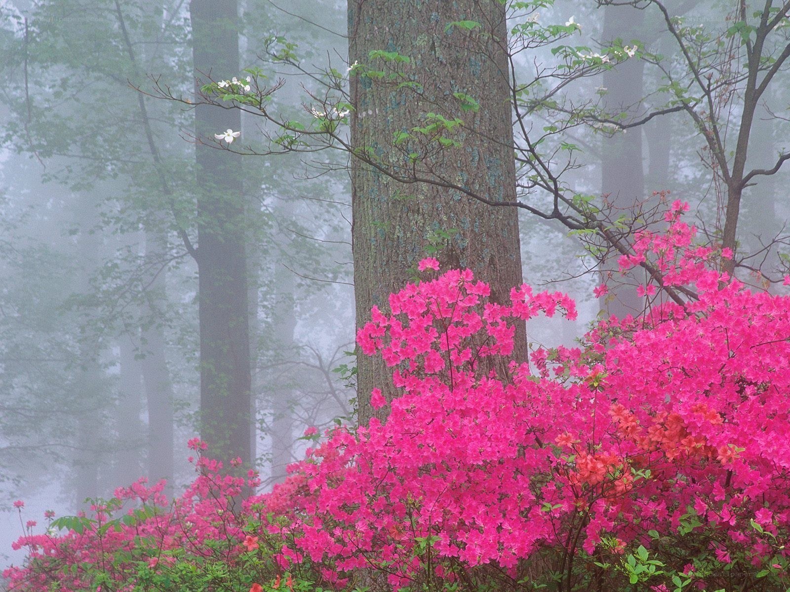 Pink azaleas in a misty forest