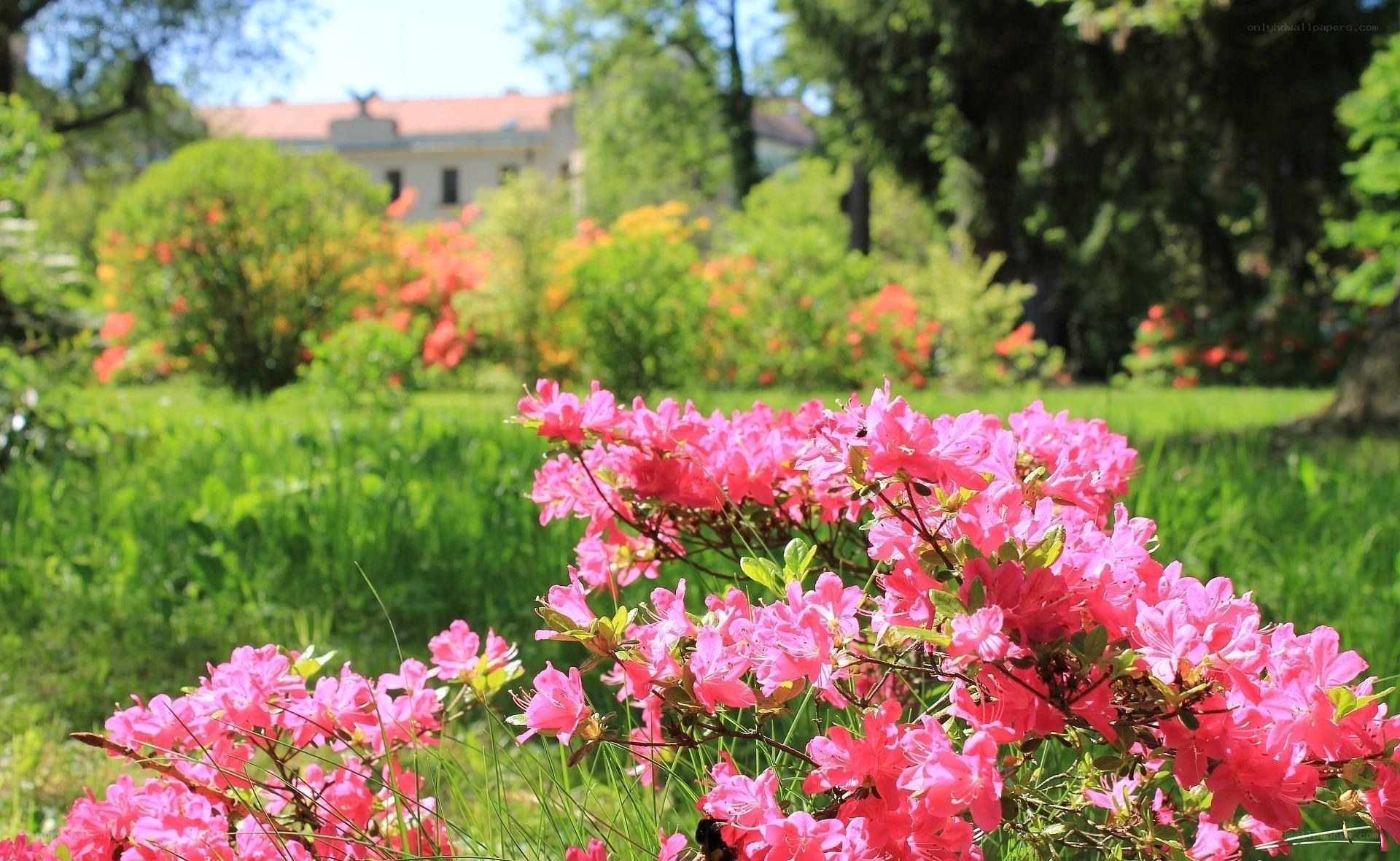 Pink azaleas in a sunny garden