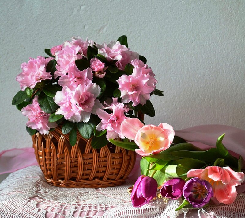 Pink Azaleas in Basket