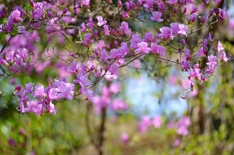 Pink azaleas in bloom