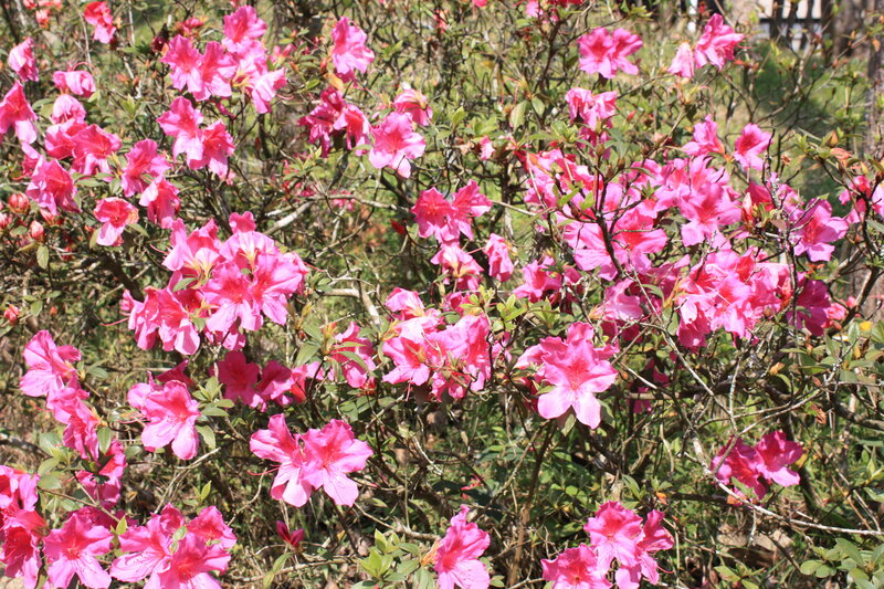 Pink azaleas in bloom