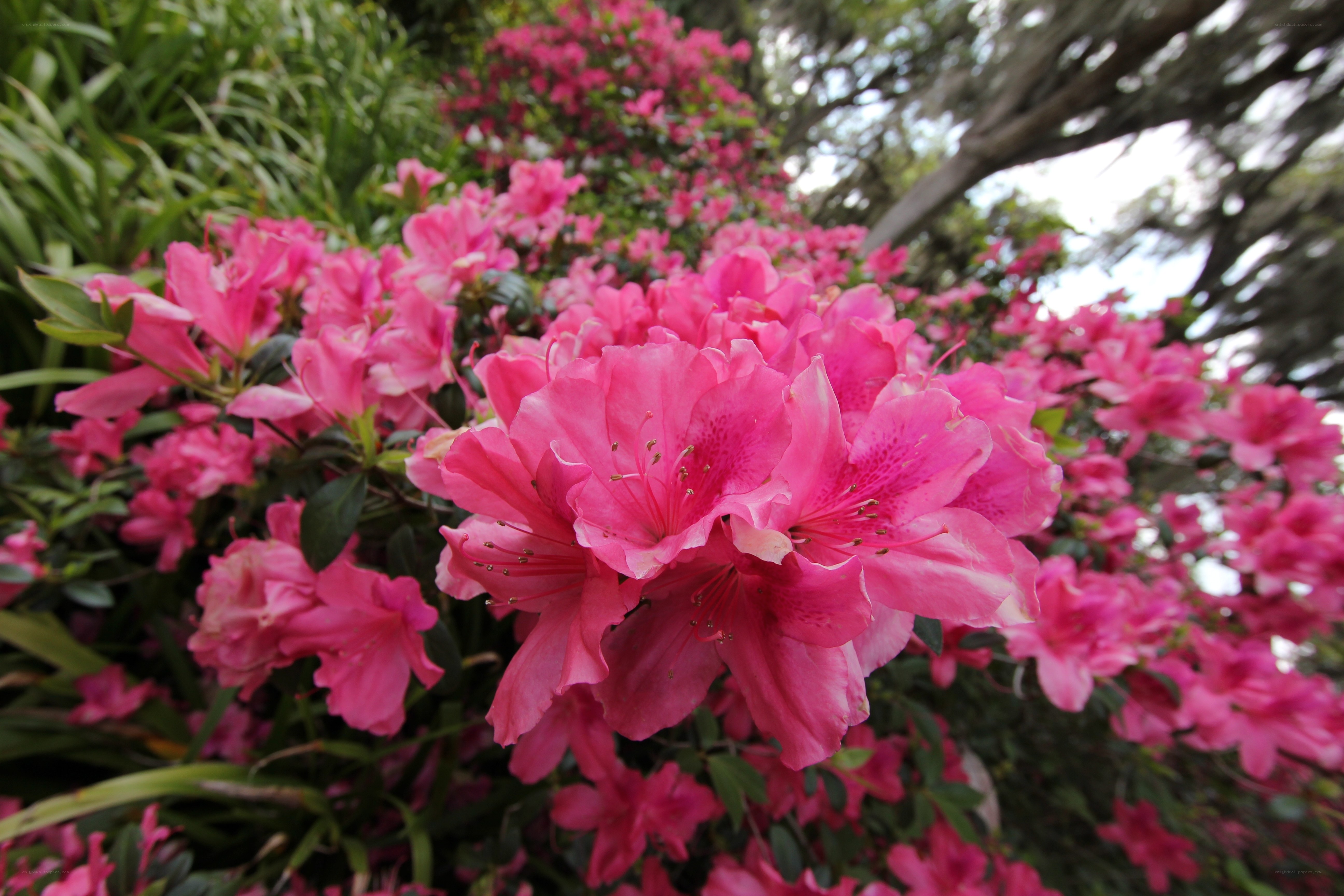 Pink azaleas in bloom