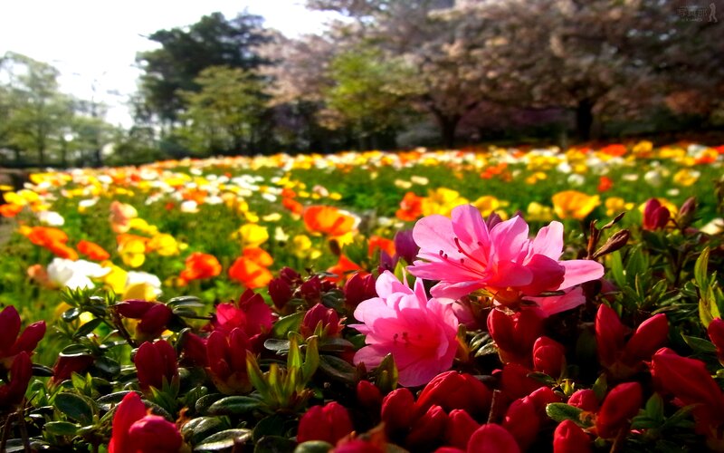 Pink Azaleas in Field
