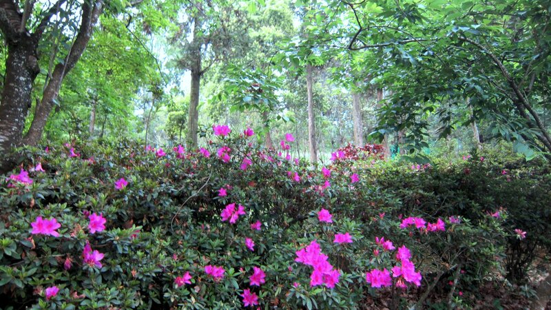 Pink Azaleas in Forest — Green