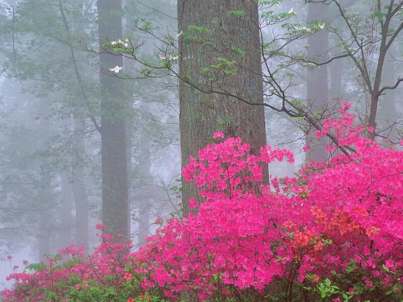 Pink Azaleas in Forest — Serene, Spring