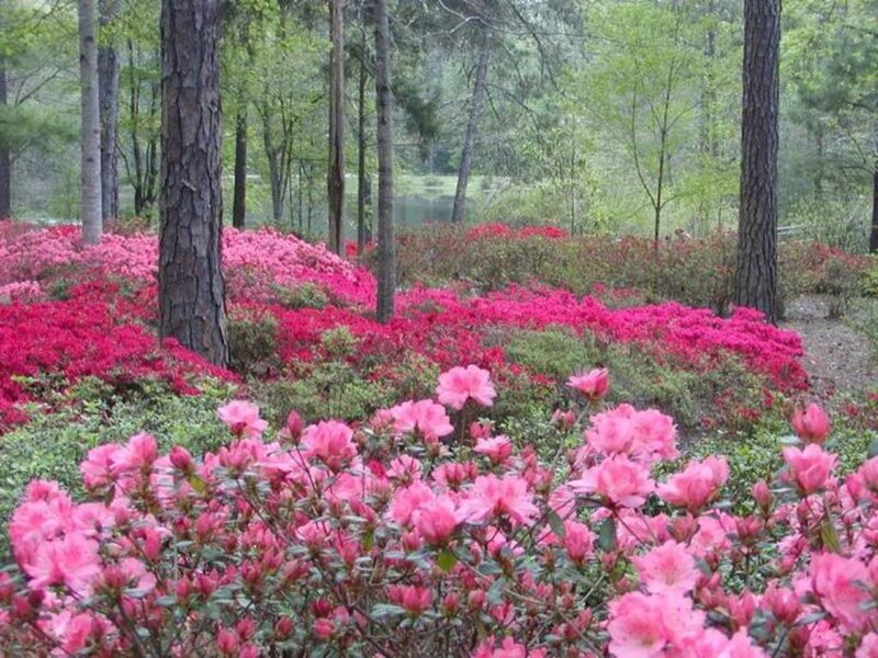 Pink Azaleas in Forest — Serene