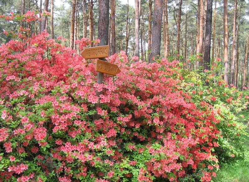 Pink azaleas in forest