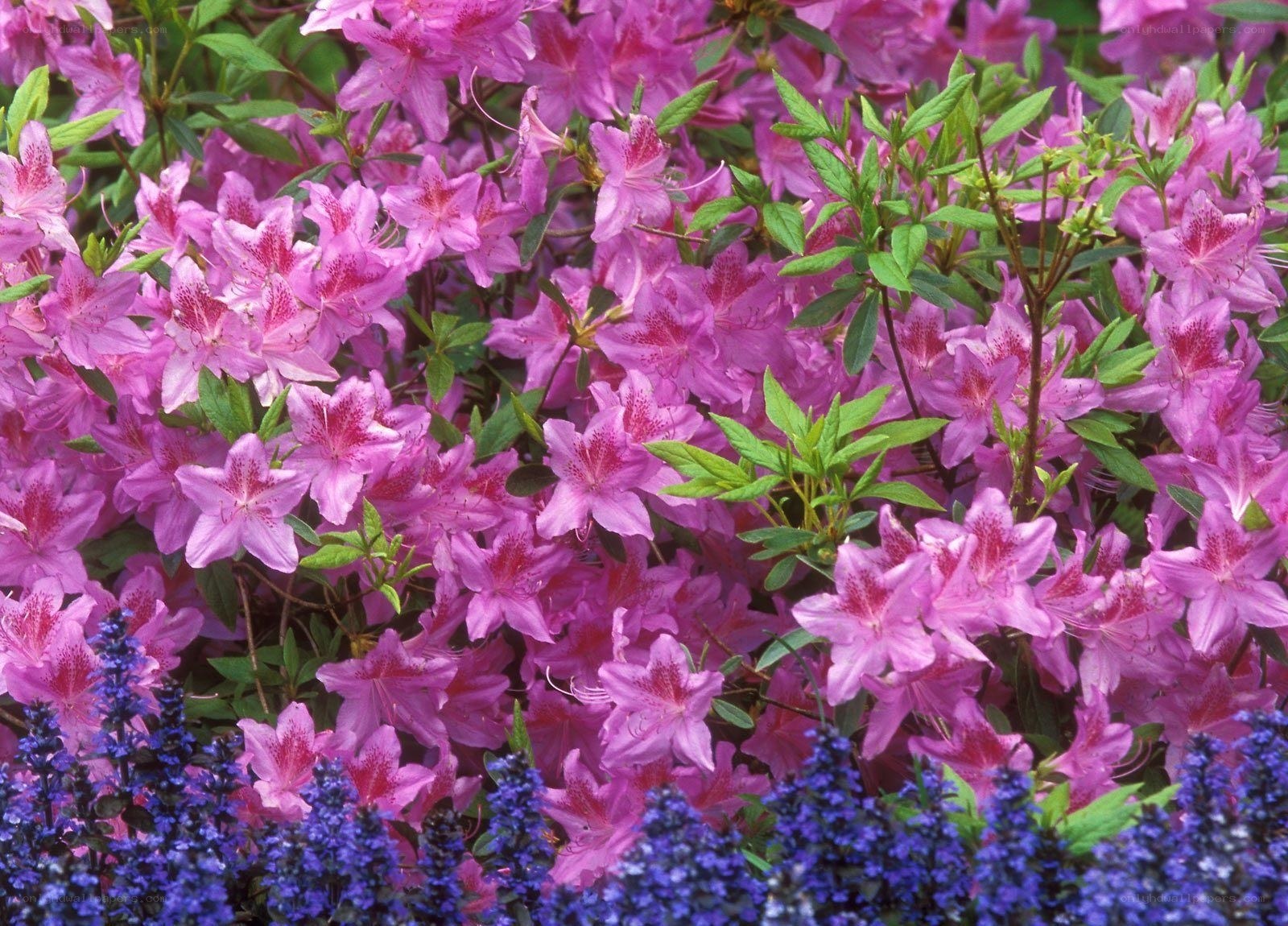Pink azaleas in full bloom