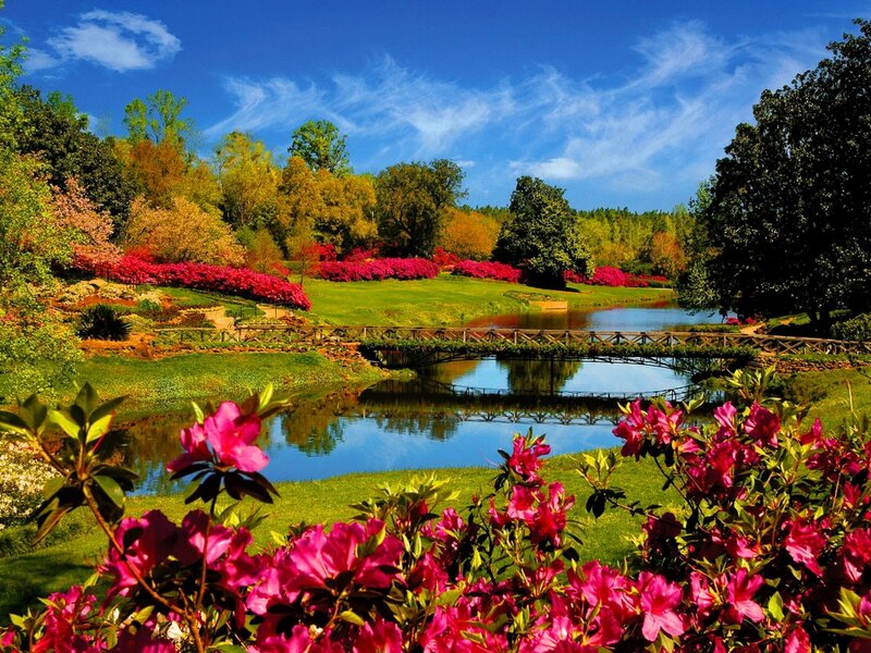 Pink Azaleas in Garden — Blue