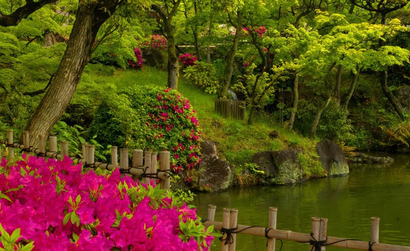Pink Azaleas in Garden — Green