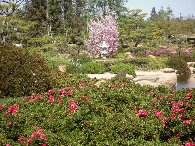 Pink Azaleas in Garden