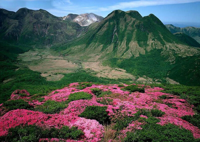 Pink Azaleas in Valley
