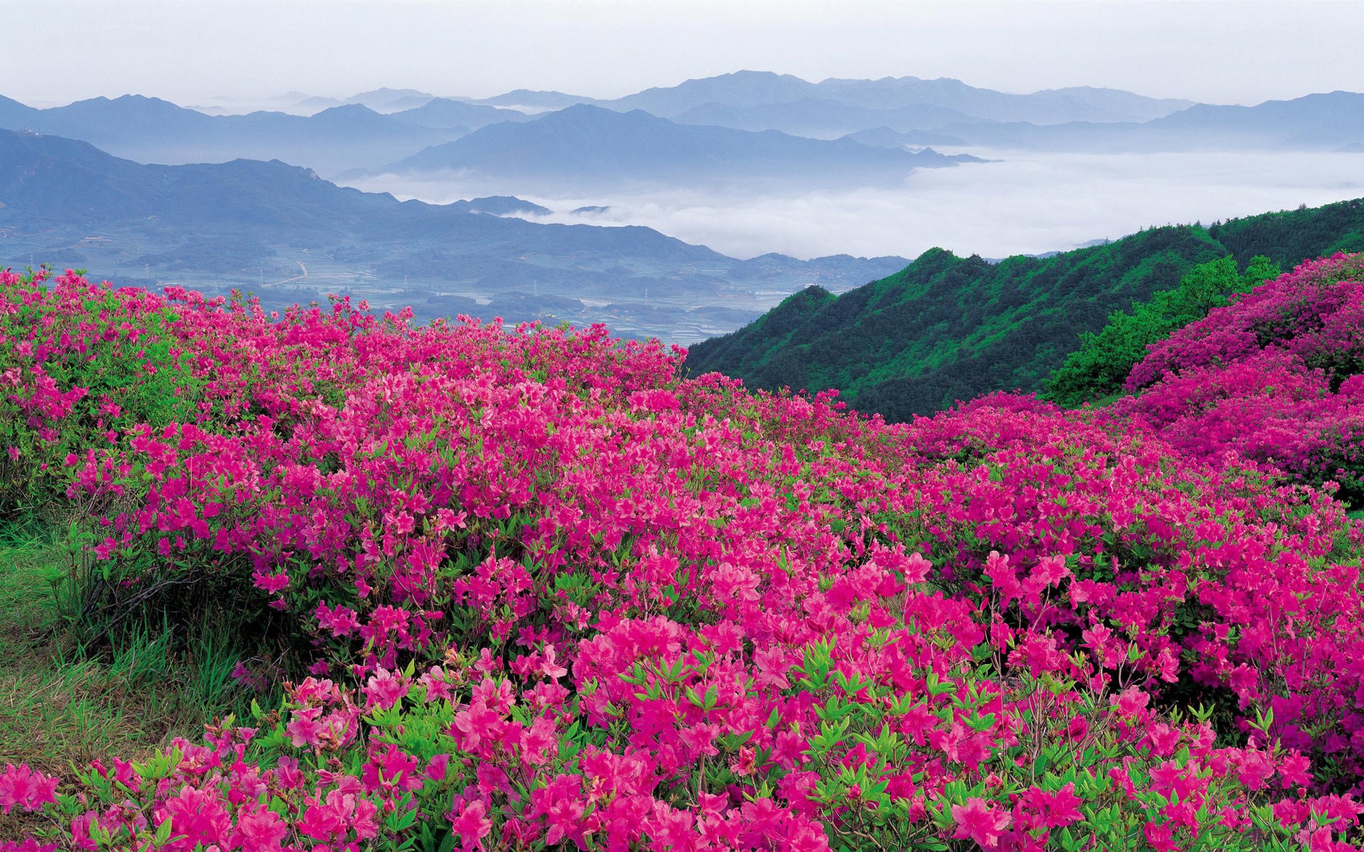 Pink azaleas on a mountain