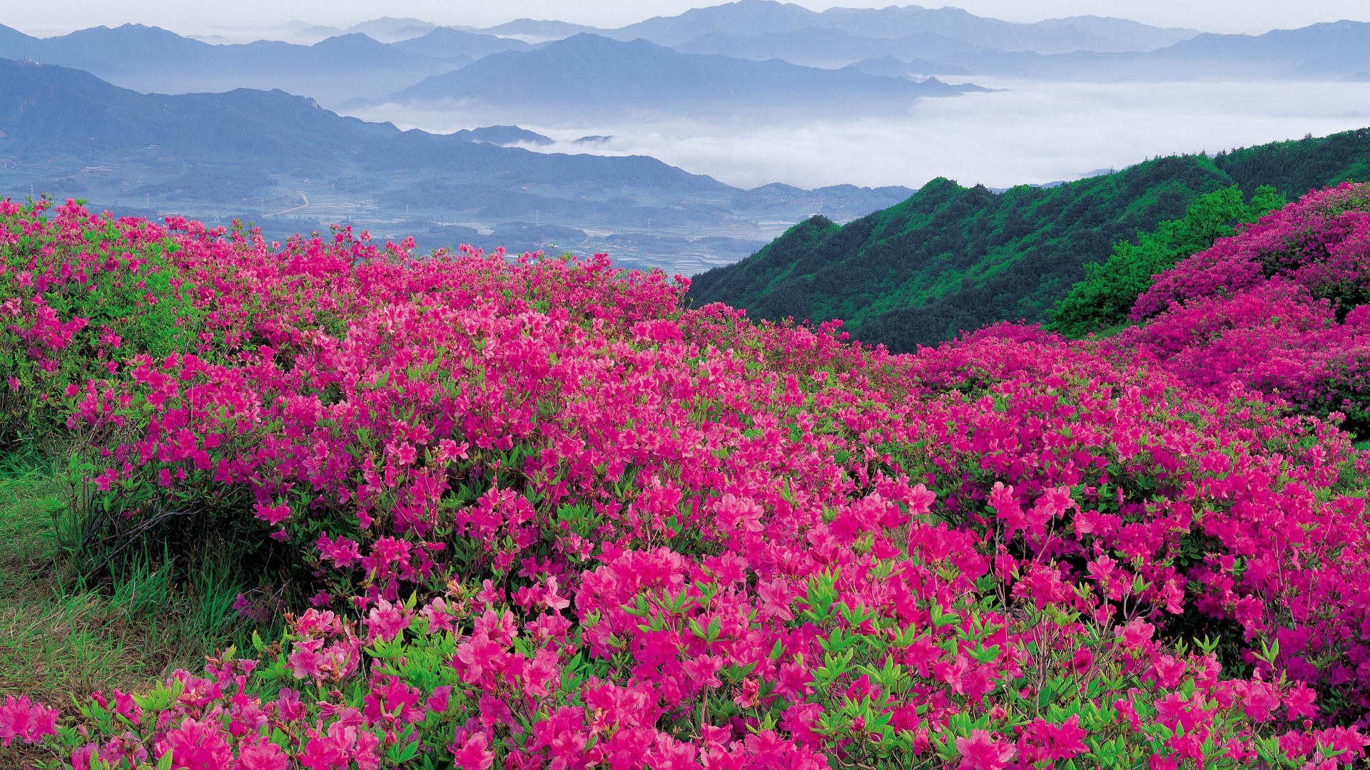 Pink azaleas on a mountain