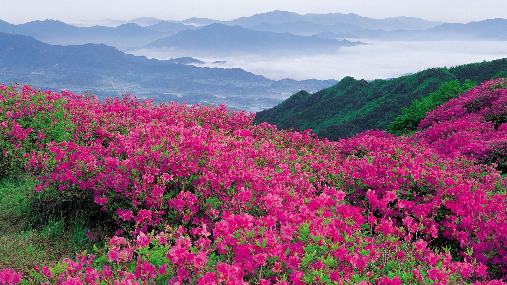 Pink azaleas on a mountain