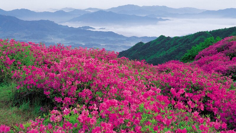 Pink azaleas on a mountain slope