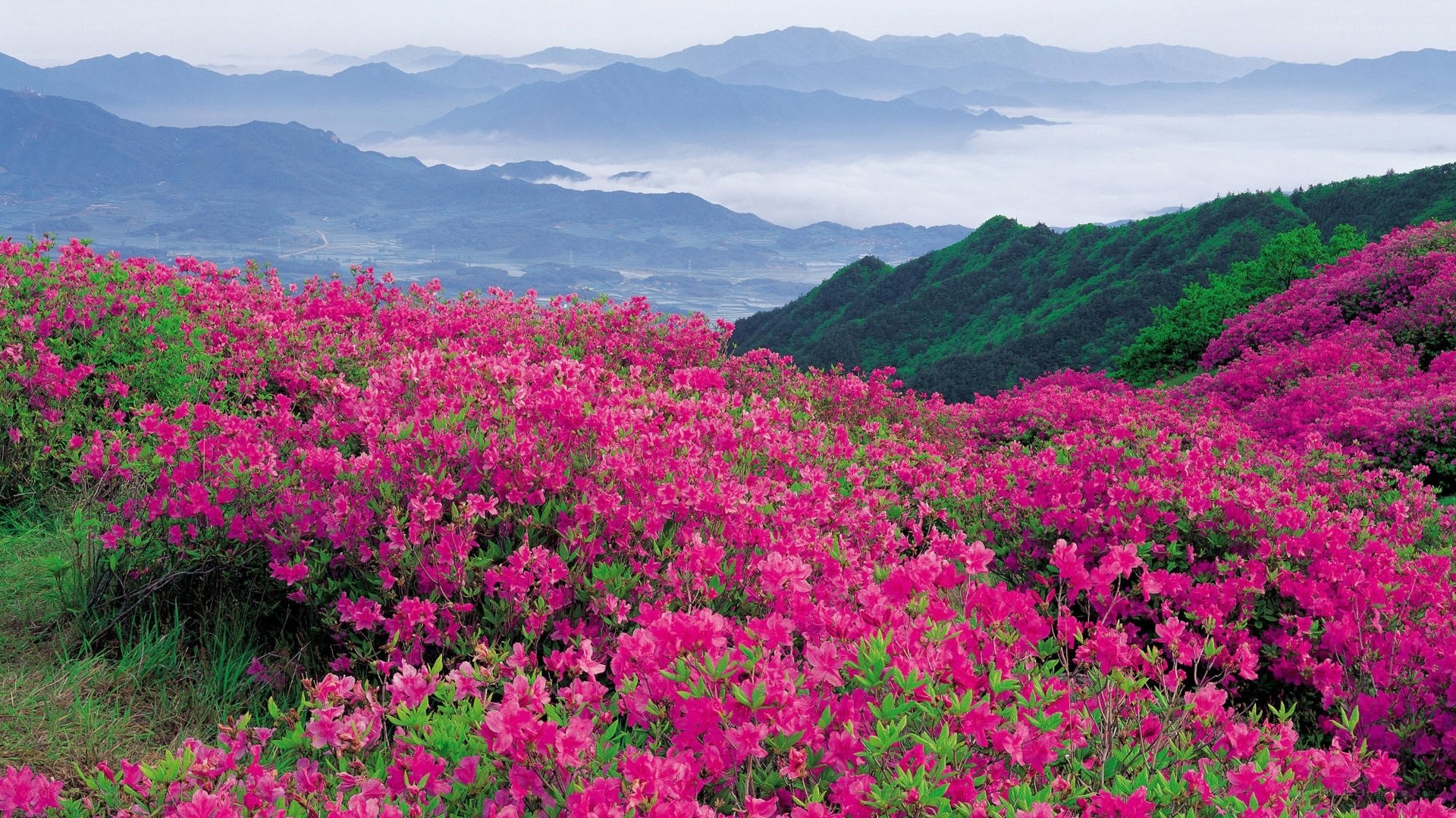 Pink azaleas on a mountain slope