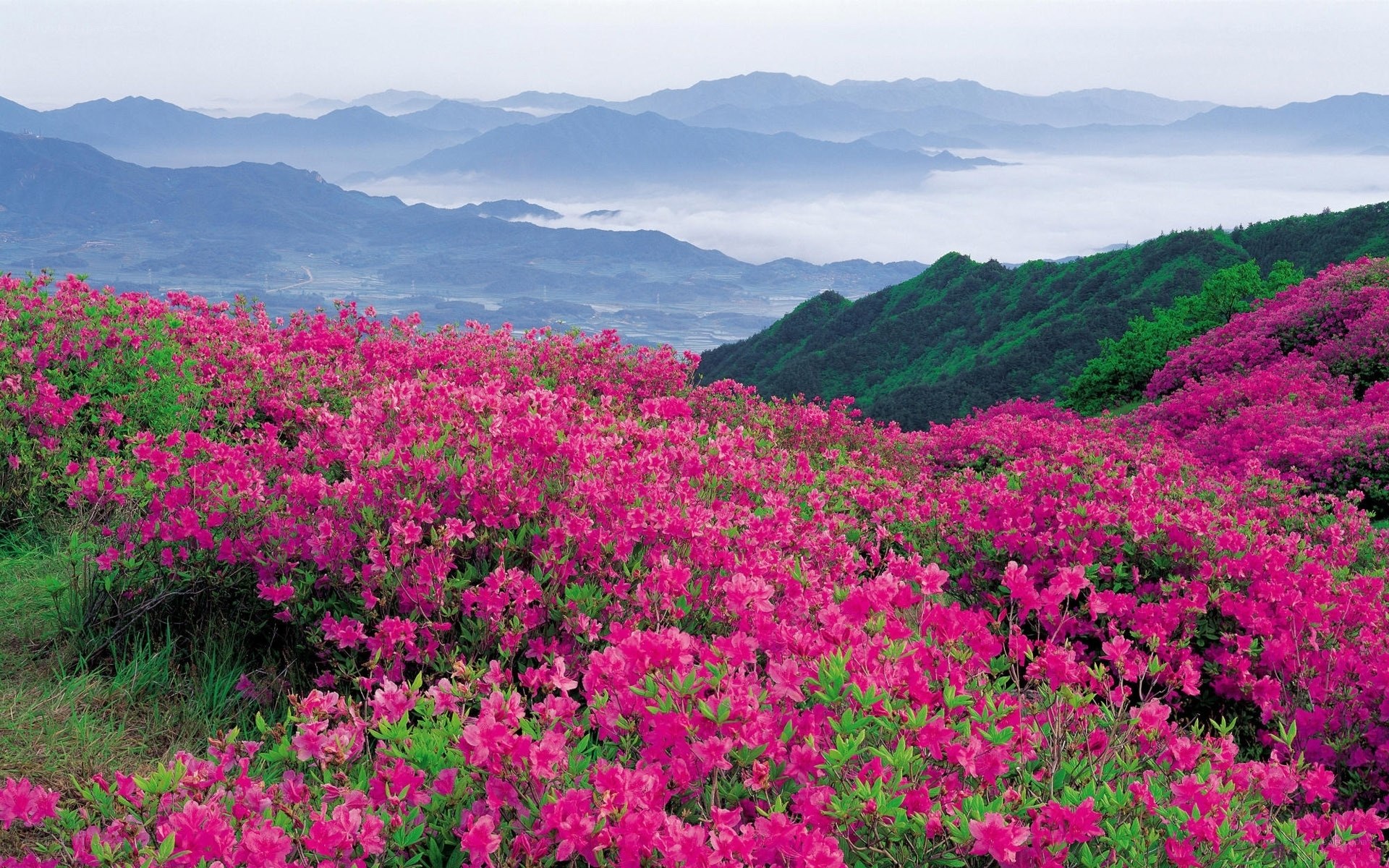 Pink azaleas on a mountain