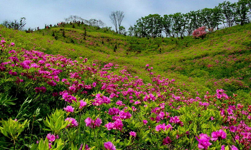 Pink Azaleas on Hillside — Serene, Spring