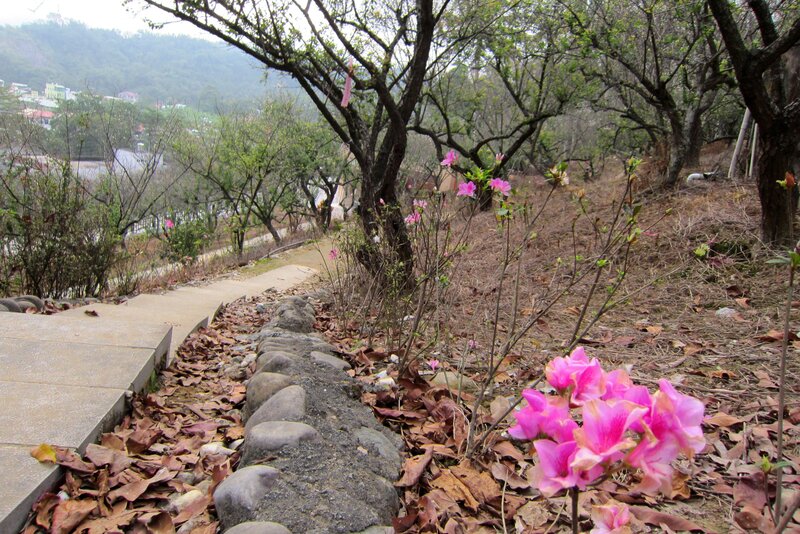 Pink Azaleas on Hillside — Serene