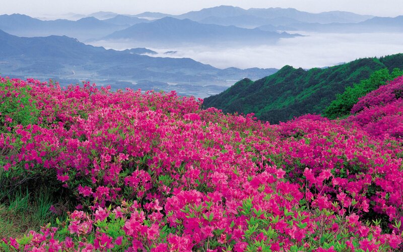 Pink Azaleas on Hillside