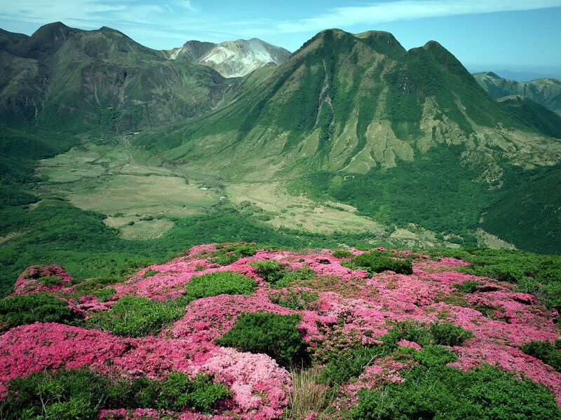 Pink Azaleas on Mountain — Serene, Spring, Photograph