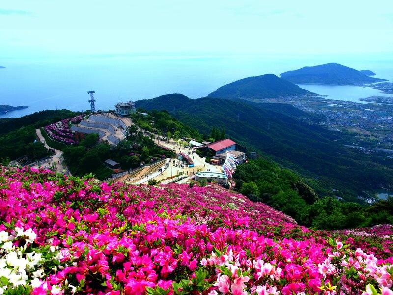 Pink Azaleas on Mountain — Serene, Spring