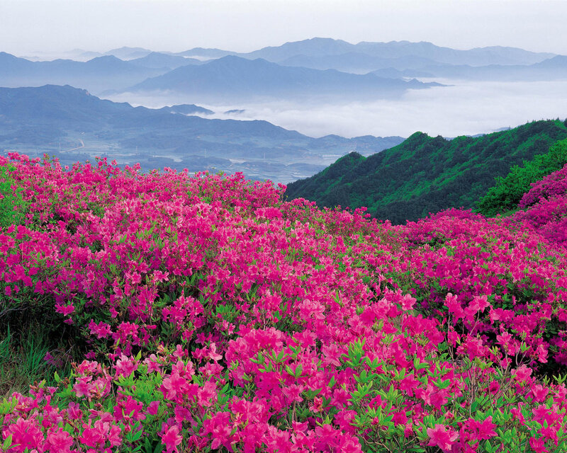 Pink Azaleas on Mountain — Serene