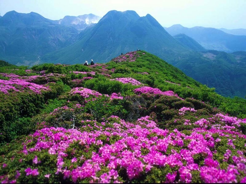 Pink Azaleas on Mountain