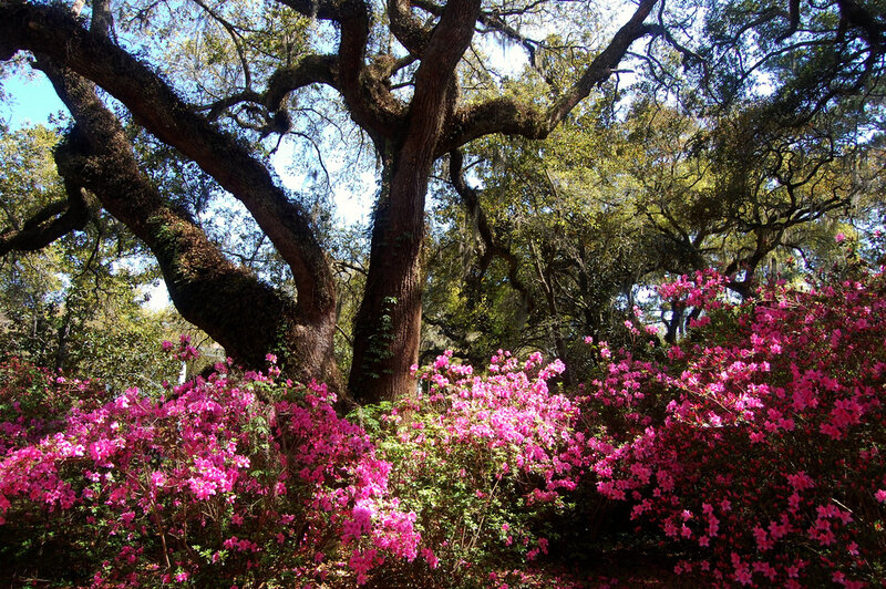 Pink Azaleas under Oak Tree