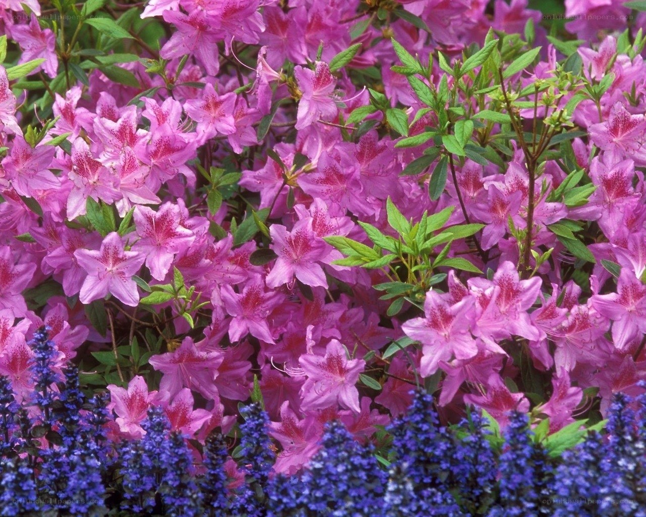 Pink azaleas with blue flowers