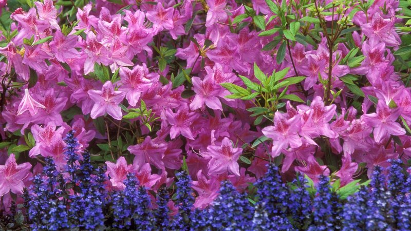 Pink azaleas with blue flowers