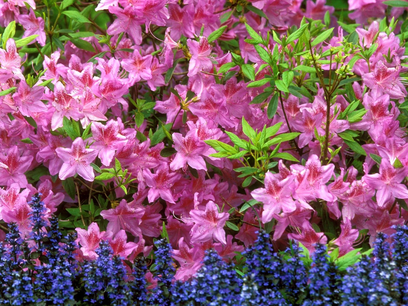 Pink azaleas with blue flowers
