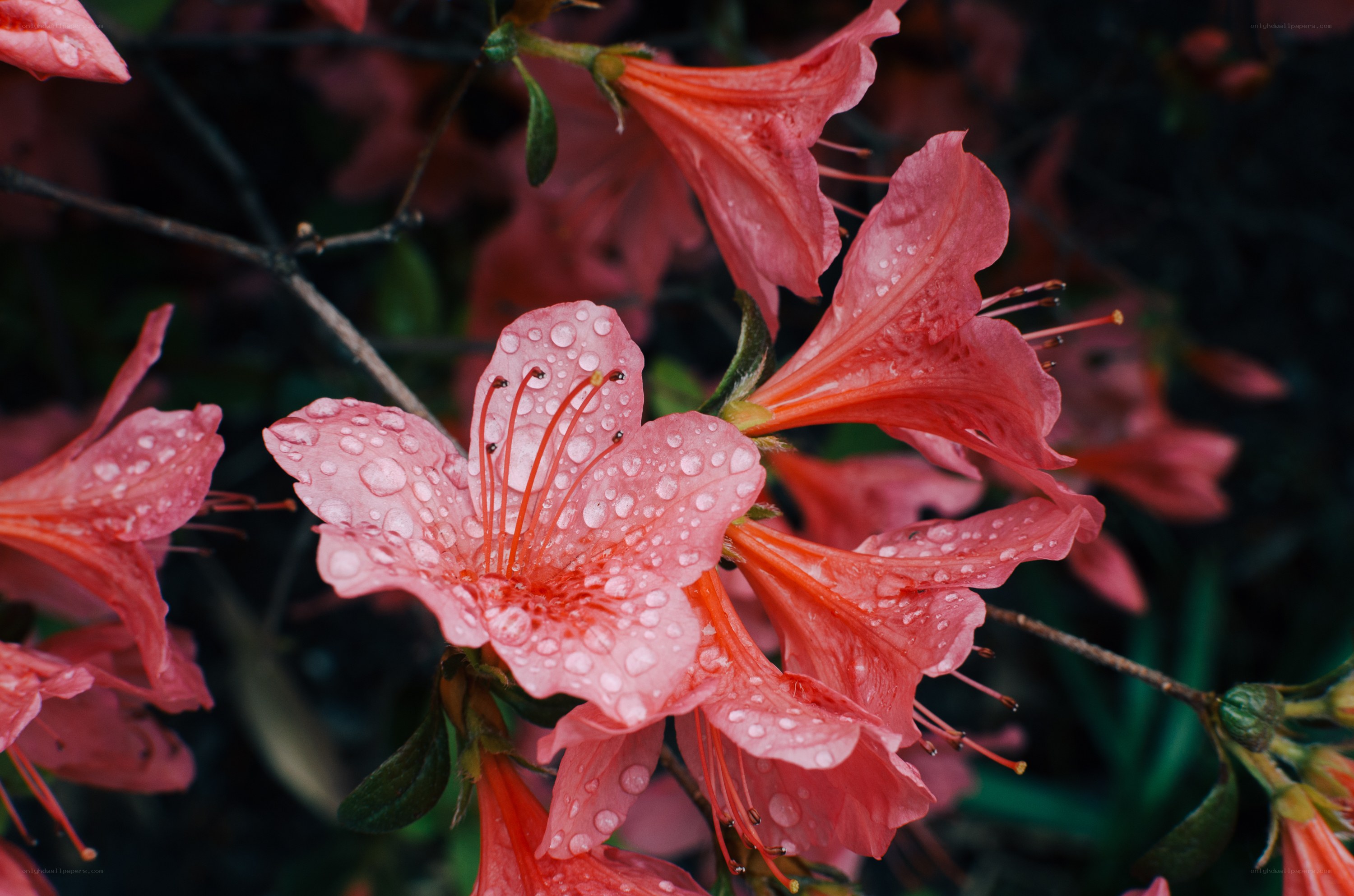 Pink azaleas with raindrops