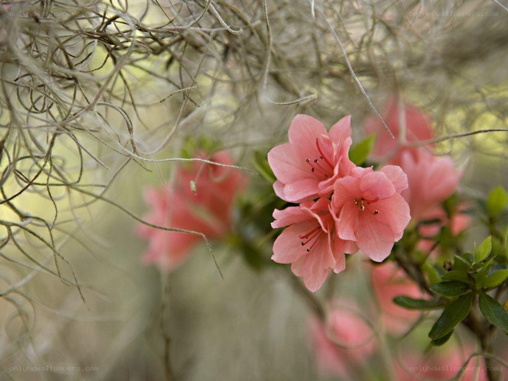 Pink azaleas with Spanish moss