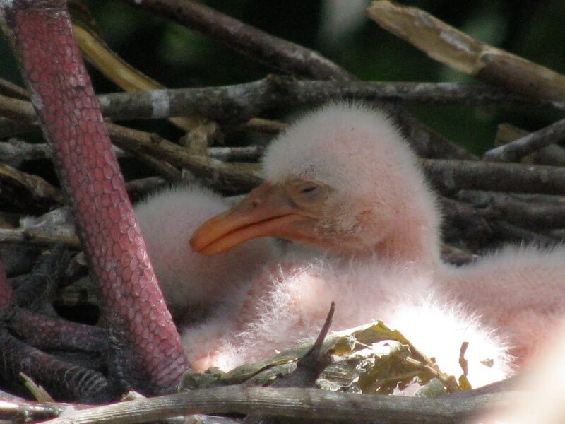 Pink Baby Bird