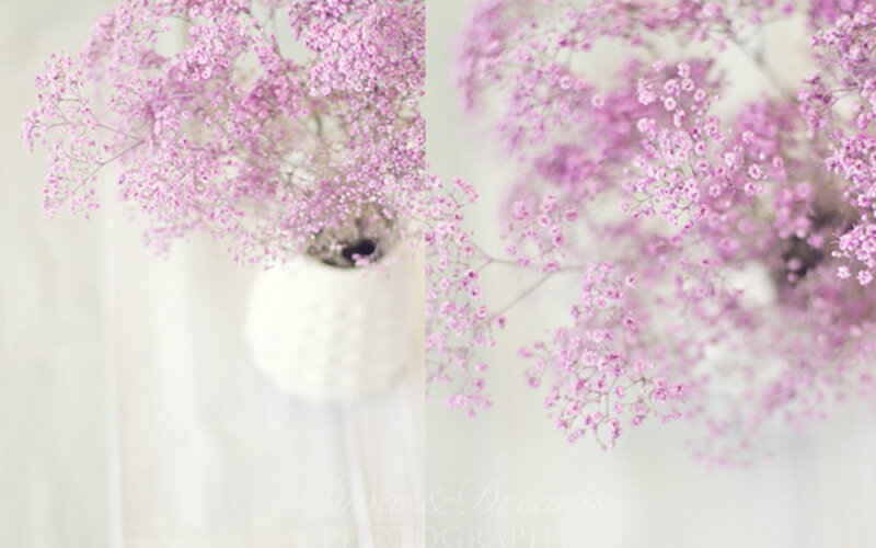 Pink Baby's Breath Flowers — Serene, Photograph