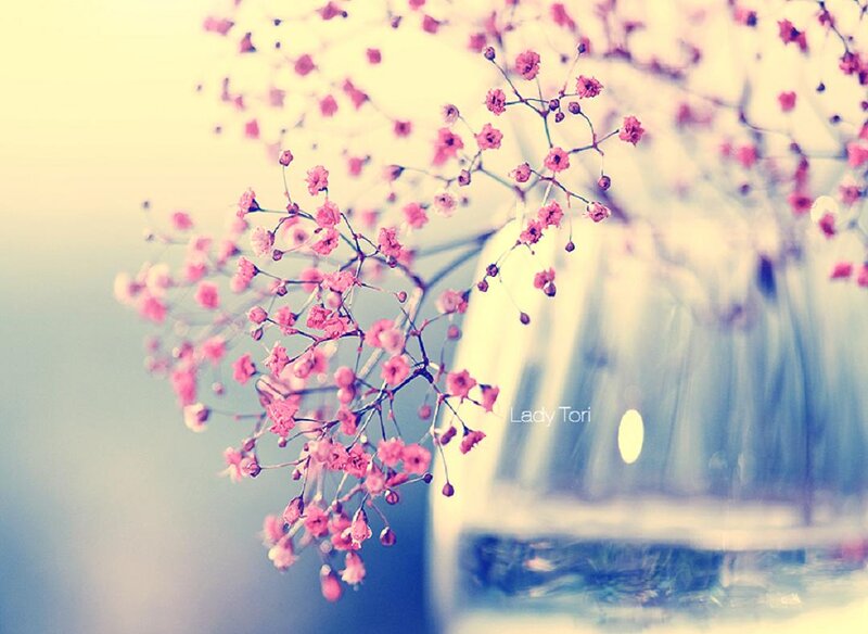 Pink Baby's Breath Flowers — Serene