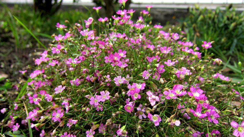 Pink Baby's Breath Flowers