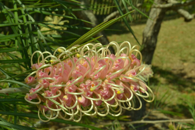 Pink Banksia Flower — Natural