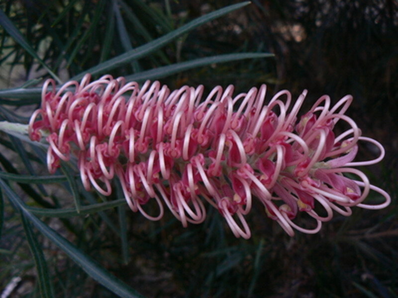 Pink Banksia Flower