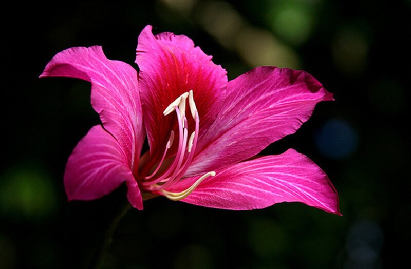 Pink Bauhinia Flower