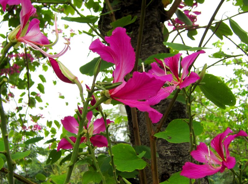 Pink Bauhinia Flowers — Magenta